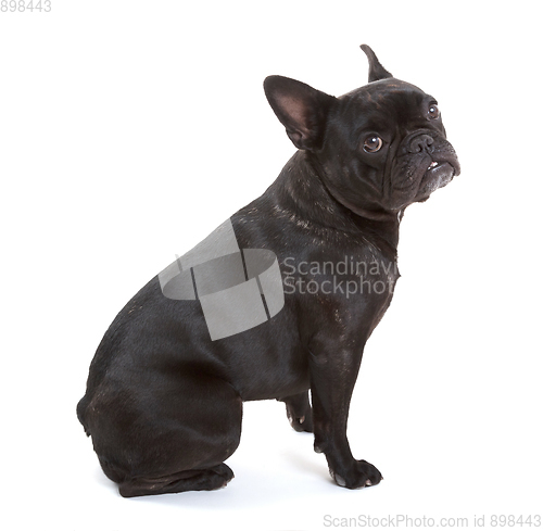 Image of French bulldog isolated