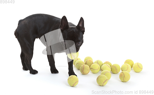 Image of French bulldog with tennisballs, isolated