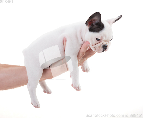 Image of French puppy bulldog, isolated