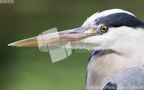 Image of Great Blue Heron standing quietly