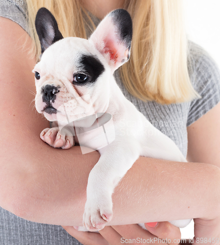 Image of French bulldog puppy