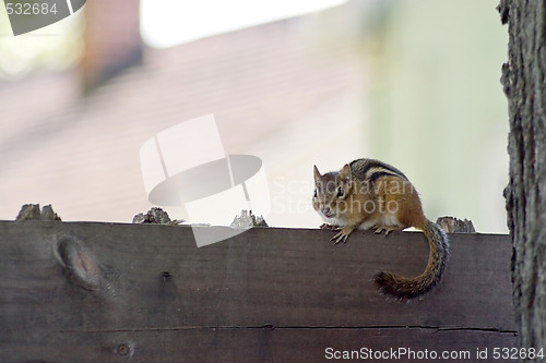 Image of Chipmunk