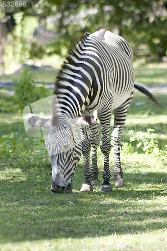 Image of Zebra