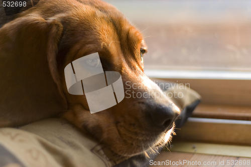 Image of sleepy beagle