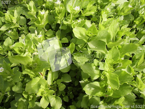 Image of Grass
