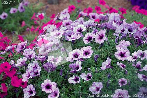 Image of Petunia Flowers