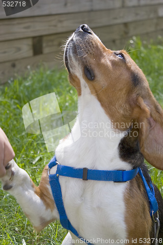 Image of Beagle Giving His Paw