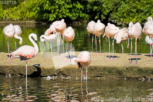 Image of Flamingo Birds