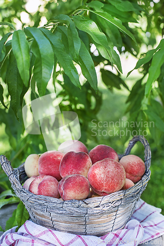Image of Peach 