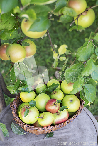 Image of Apple harvest