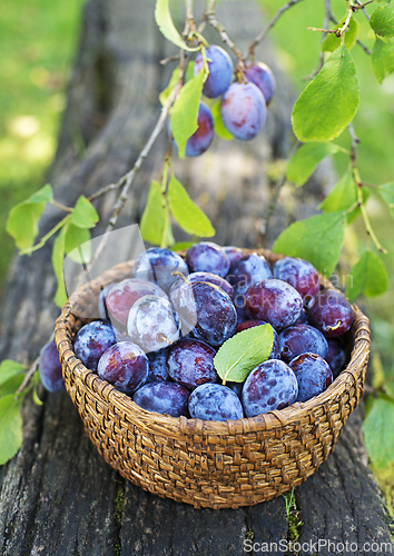 Image of Plum harvest