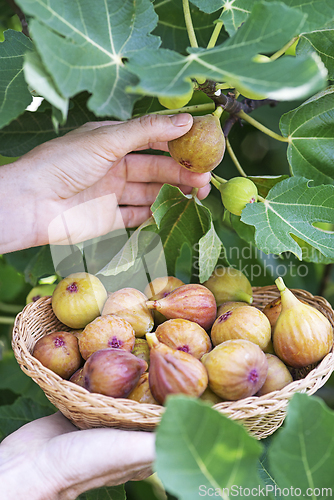 Image of Figs harvest