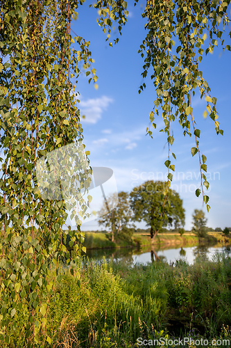 Image of Summer afternoon at a small pond.