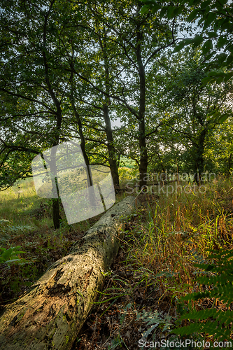 Image of Tree stump in summer forest