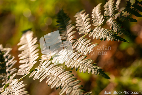 Image of Fern leaf in the sun's rays