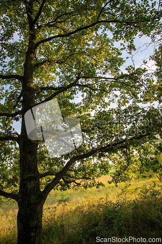 Image of Oak tree lit by the sun