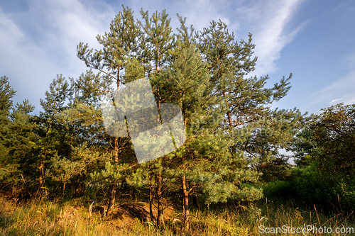Image of Several young pines