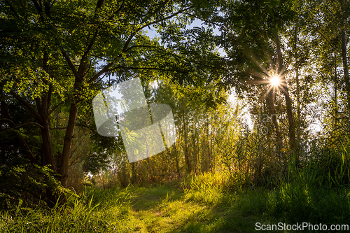 Image of Sunny, green path