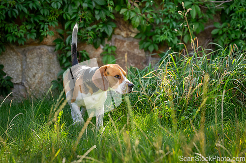 Image of Beagle in the green grass