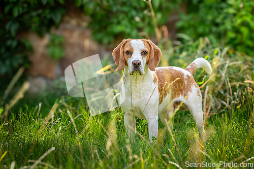 Image of Beagle in the green grass