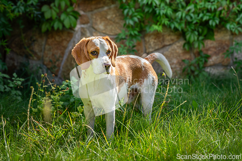 Image of Beagle in the green grass