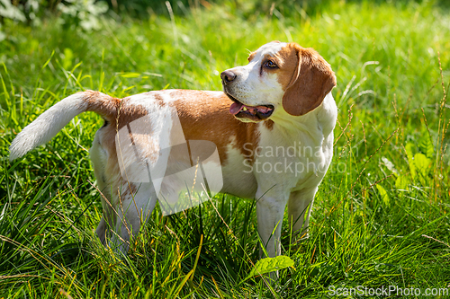 Image of Beagle in the green grass
