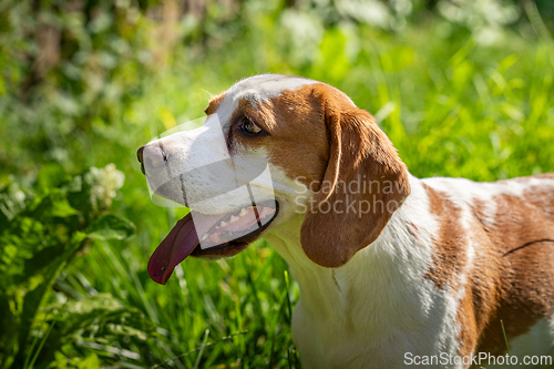Image of Beagle in the green grass