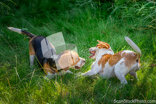 Image of Beagle in the green grass