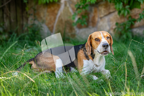 Image of Beagle in the green grass
