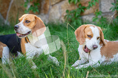 Image of Beagle in the green grass