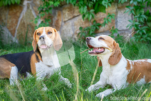 Image of Beagle in the green grass