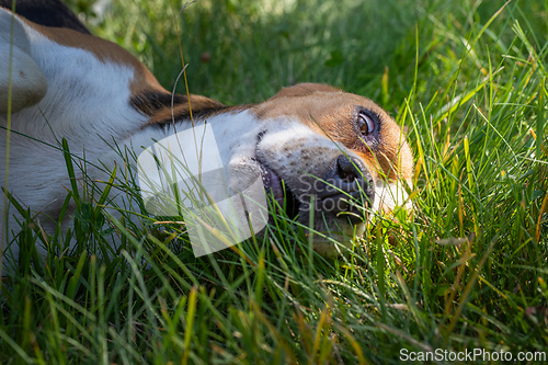 Image of Beagle in the green grass