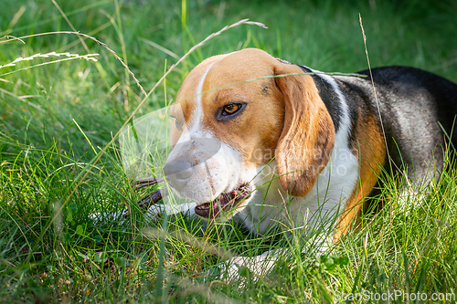 Image of Beagle in the green grass