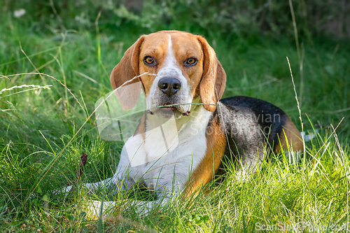 Image of Beagle in the green grass