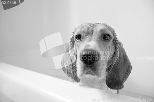 Image of Beagle Bath Time