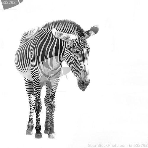 Image of Zebra