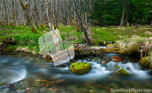 Image of Serene forest stream flowing over smooth stones in a lush green 