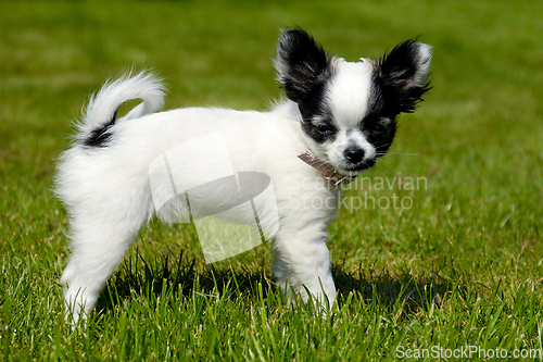 Image of Chihuahua dog on green grass