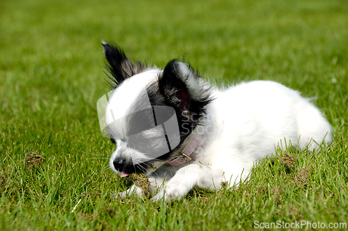 Image of Chihuahua dog on green grass