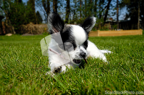 Image of Chihuahua dog on green grass