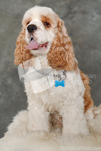 Image of Happy american cocker spaniel dog