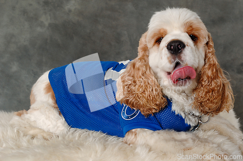 Image of Happy american cocker spaniel dog