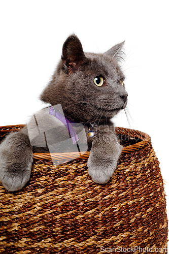 Image of Gray cat is playing in a basket