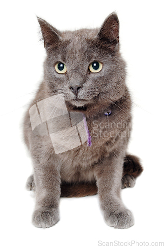 Image of Gray cat on a isolated white background.