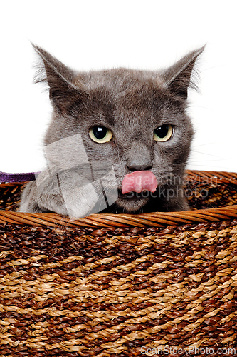Image of Gray cat is playing in a basket