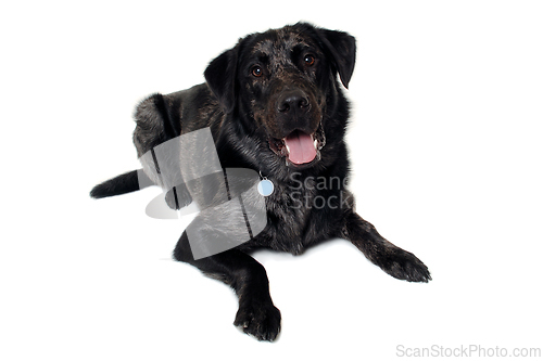 Image of Happy dog on a white background