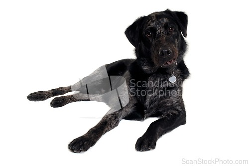 Image of Happy dog on a white background