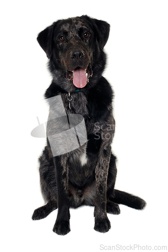 Image of Happy dog on a white background
