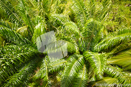 Image of Palm tree forest. 