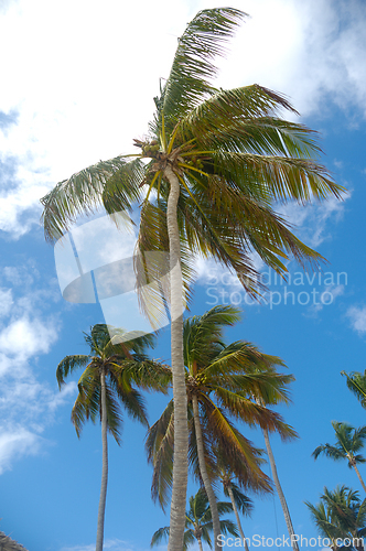 Image of Palms and blue sky